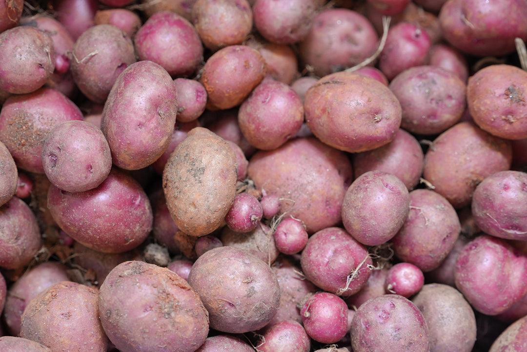 Dark Red Norland Potatoes