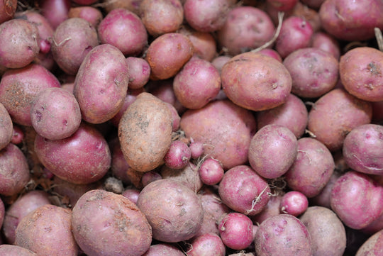 Dark Red Norland Potatoes
