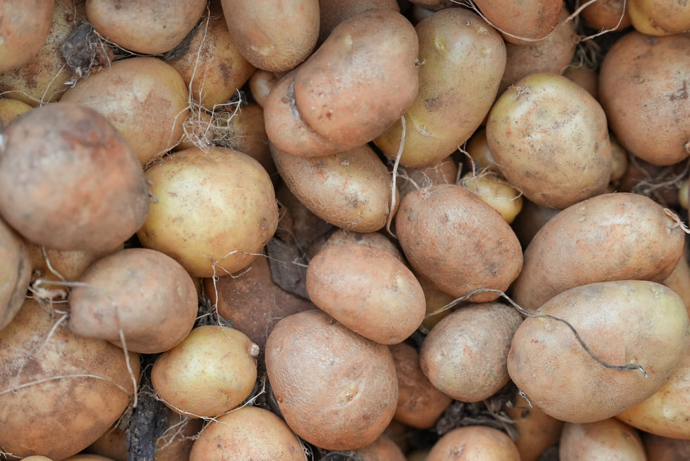 Yukon Gold Potatoes